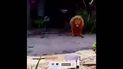 fake lion vs dog very funny