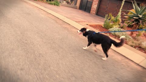 Beautiful video of Border Collie