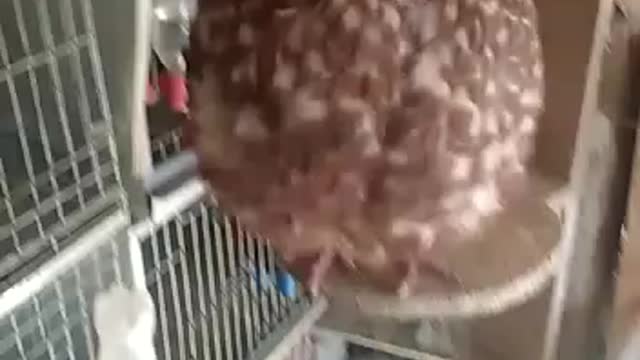 beautiful pigeon