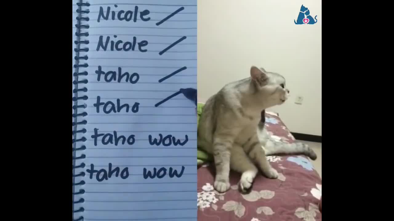 Cats speaking better than hooman! (part 2)