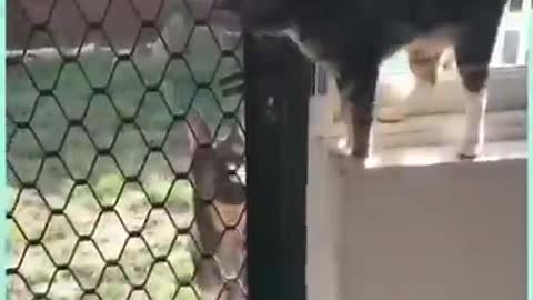 Esta será a cena mais linda que você verá hoje! ❤️🐾