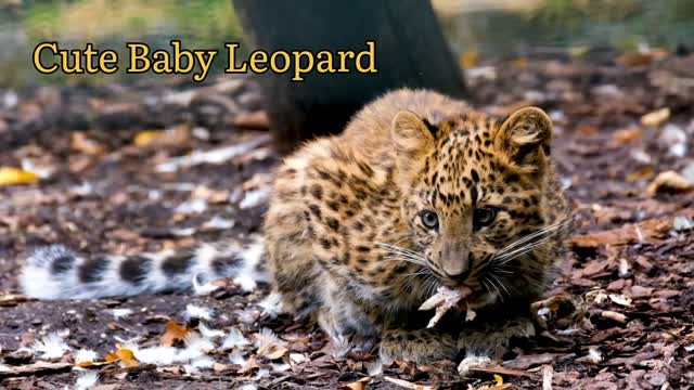 CAN YOU SEE ME 🐱 |CUTEBABY LEOPARD|