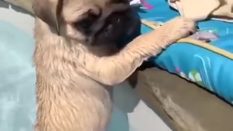 Pug Compilation