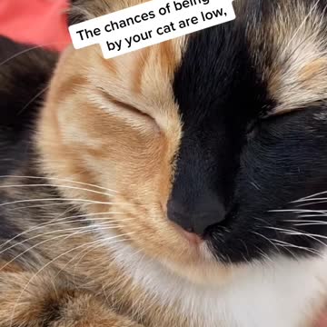 Litsa the kitty .. likes her naps