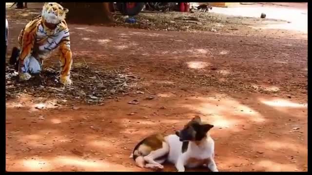 Fake Lion Dog Prank Must Watch Funny Video Just For Fun Try Not To Laugh Dog Funny Reaction