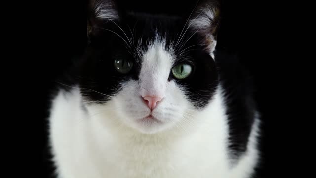 HD cat