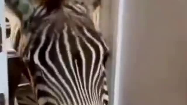 Zebra opens the door to say hello Funny Animals