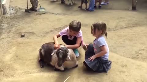 Funny children and animals moments. 😂