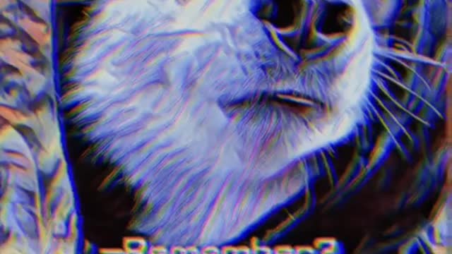 Funny Pet 2021 It's time to LAUGH with Dog's lifes24