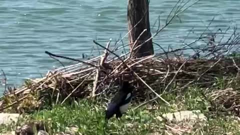 a magpie by the river on a walk