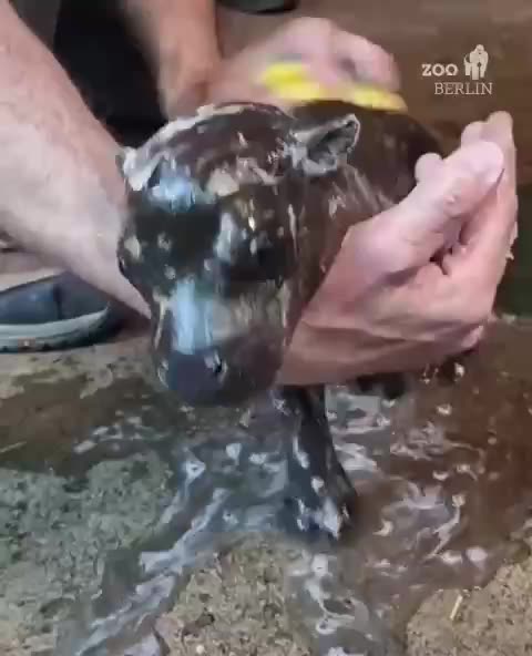 Newly born pigmy hippo