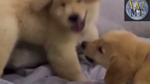 Puppy play funny times