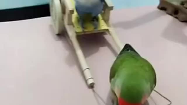 Funny Smart Parrot #shorts