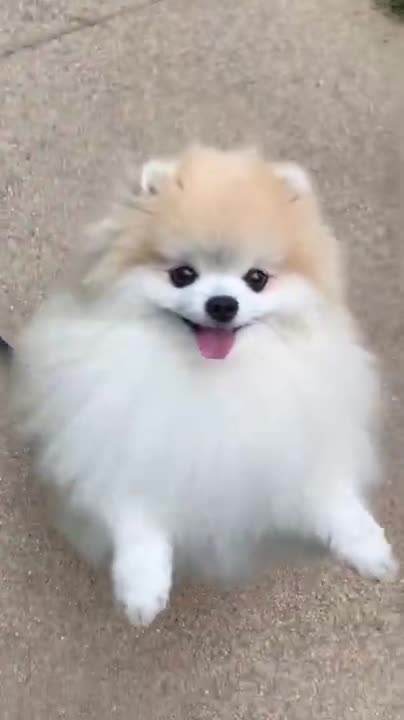 Cute baby dog 🐶 dance 😍🤗