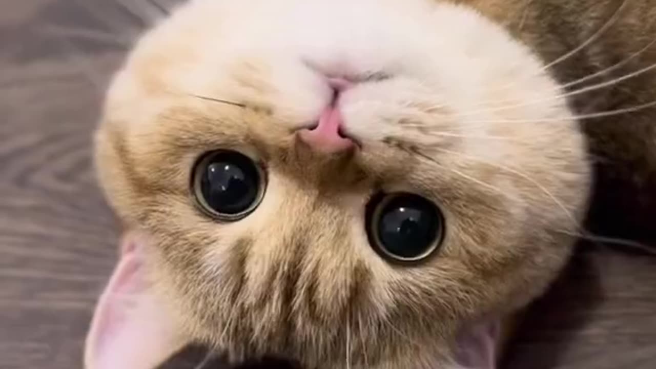 Most Cutest Cat of World | Persian Cat | Mommy Cat Crying