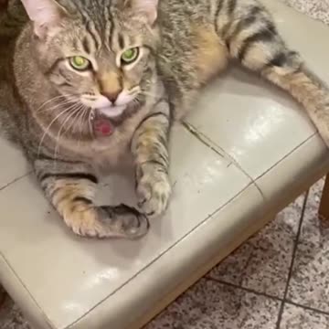 Cat is making up herself