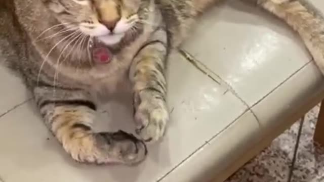 Cat is making up herself