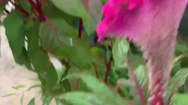 Flowers that look like fans