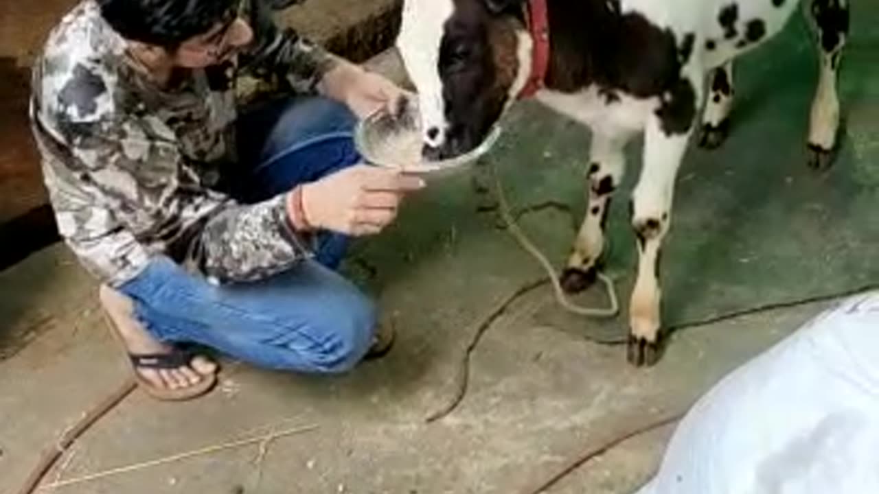 i love baby calf