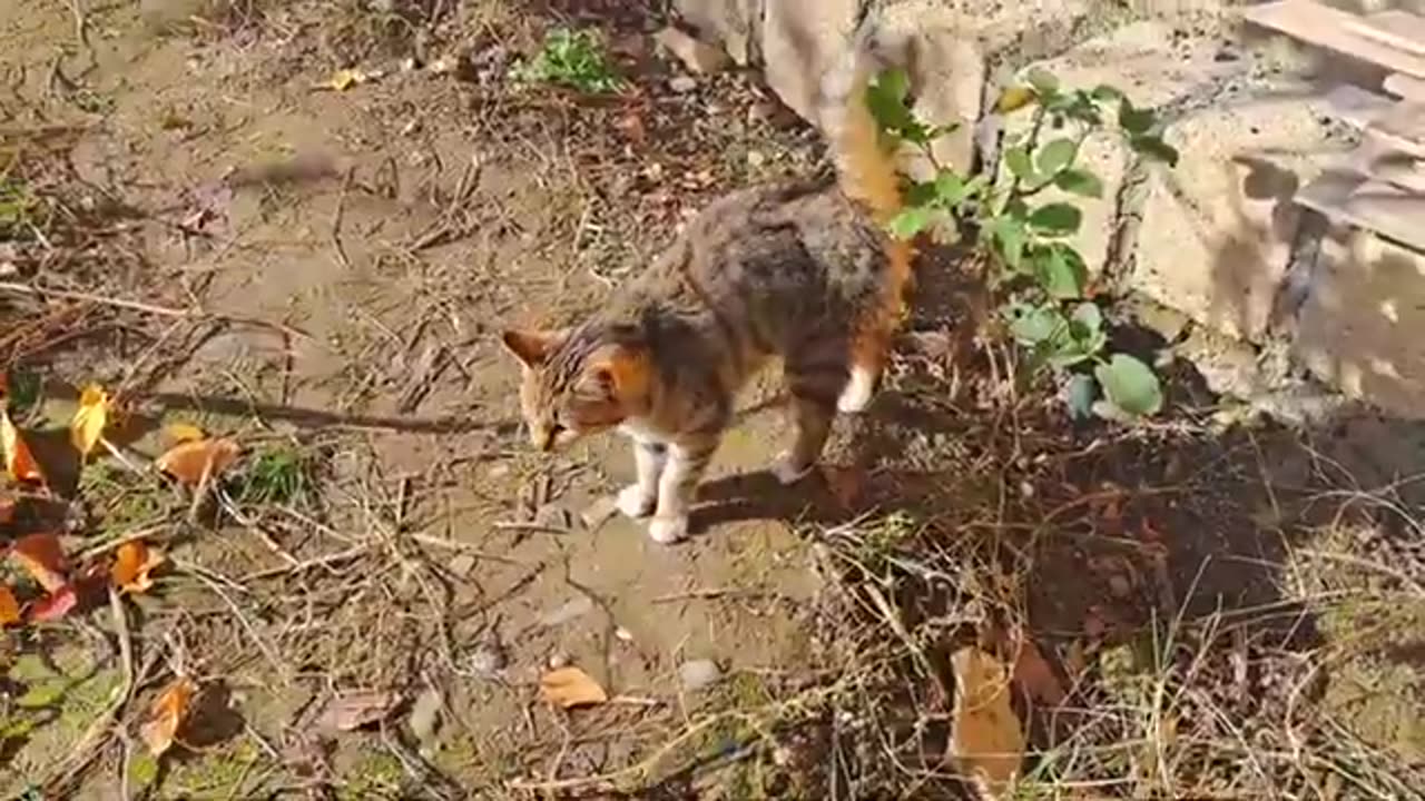 Cute cat and cute kitten eat food. These cats are friendly.