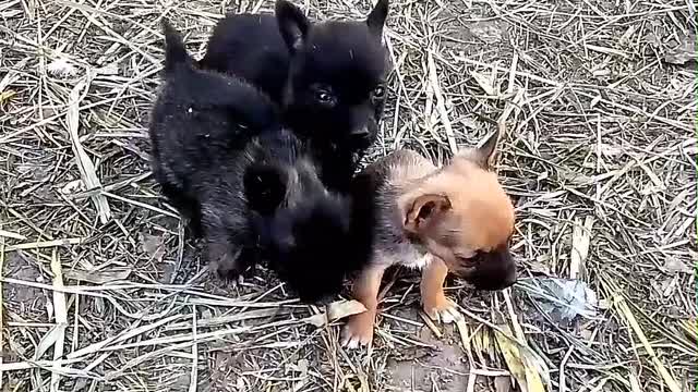 Shchenyata hrayutʹ na svizhomu povitri
