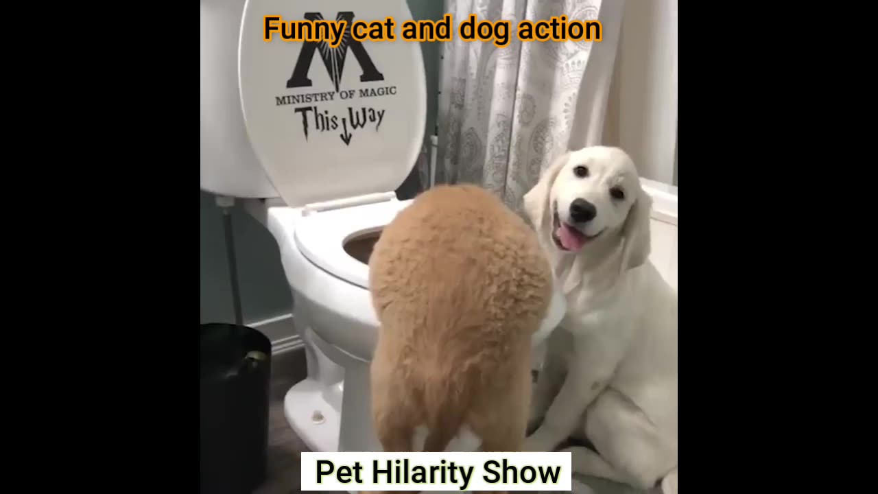 Fun with the Non-Stop Funniest Cat and Dog Video Funny animal video part-07 #short #viral #trending