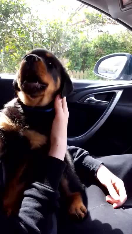 My wee howler 🤣Xx