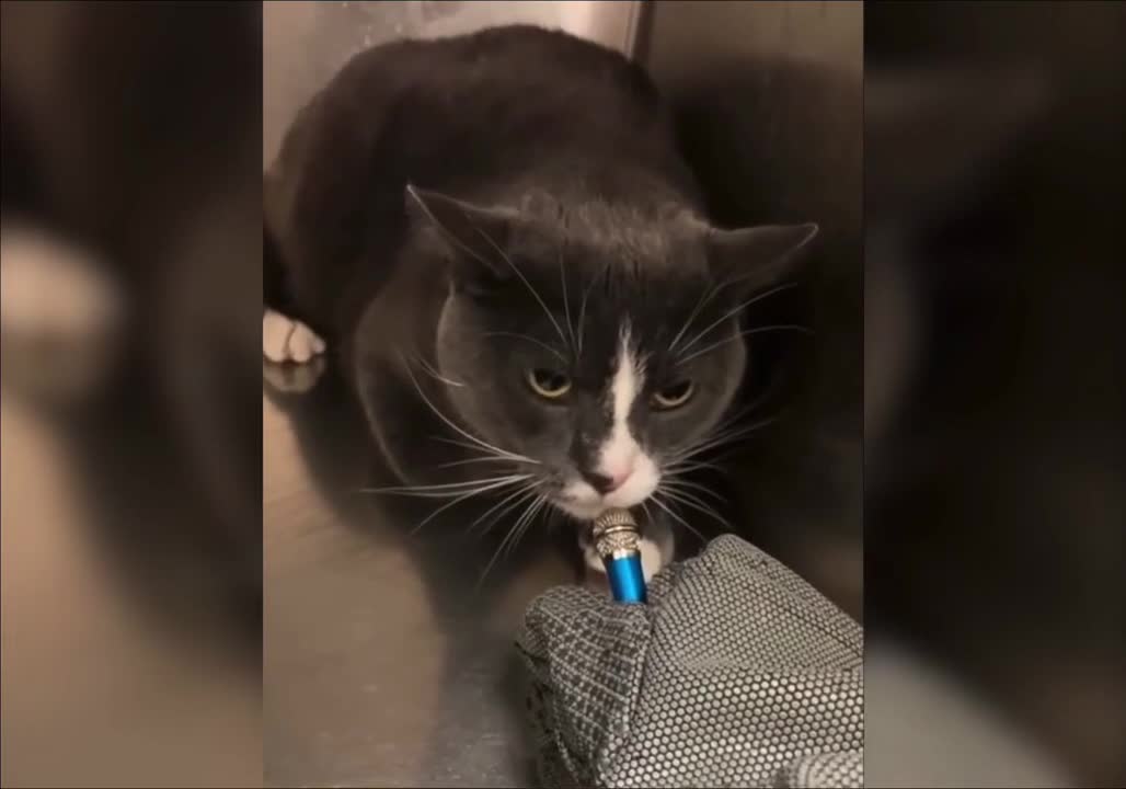 cat sounds like a Lamborghini starting