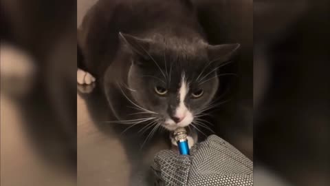 cat sounds like a Lamborghini starting