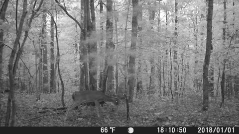 Small bucks learning to spar.