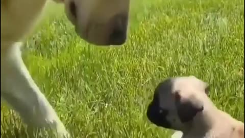 Golden Retriever Meets over new puppy Brother