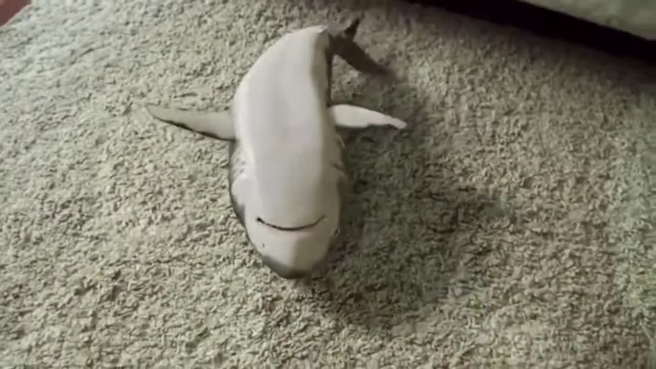 Funny and Cute Baby Shark