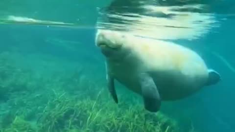 Cute Manatee Grazing In Water