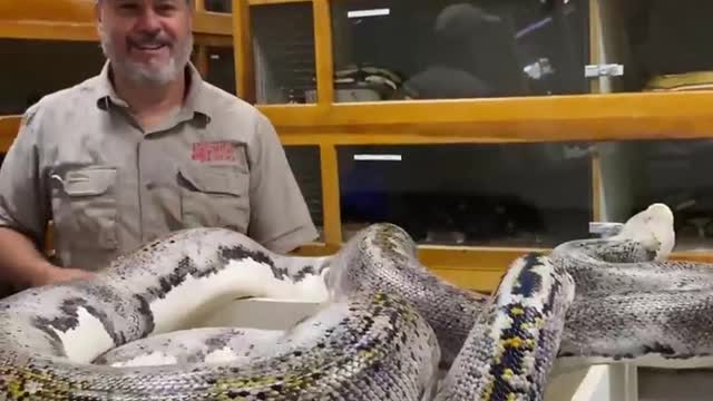 Largest Python