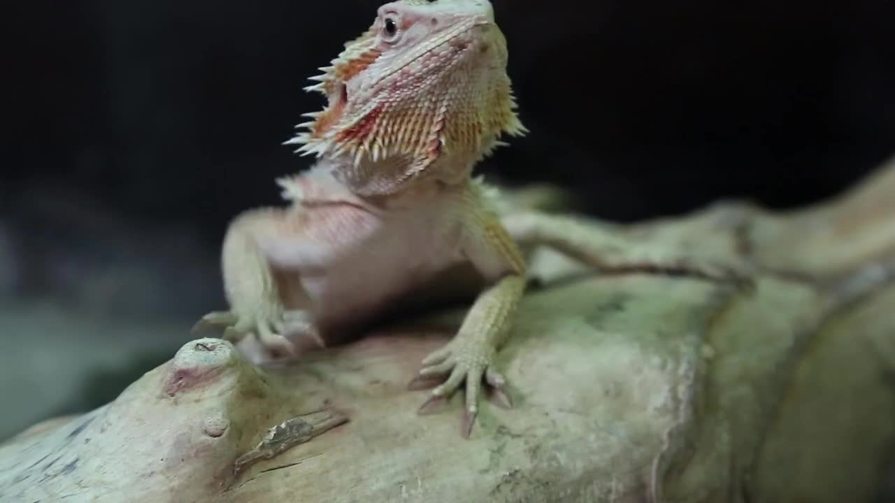 Agama - Australian dragon lizard