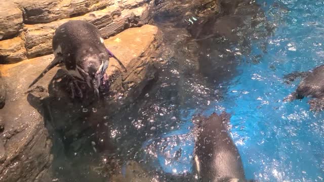 The cute penguin in the aquarium.