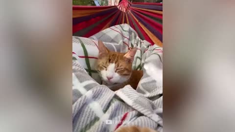 Cat Attack Cat Reaction Compilation
