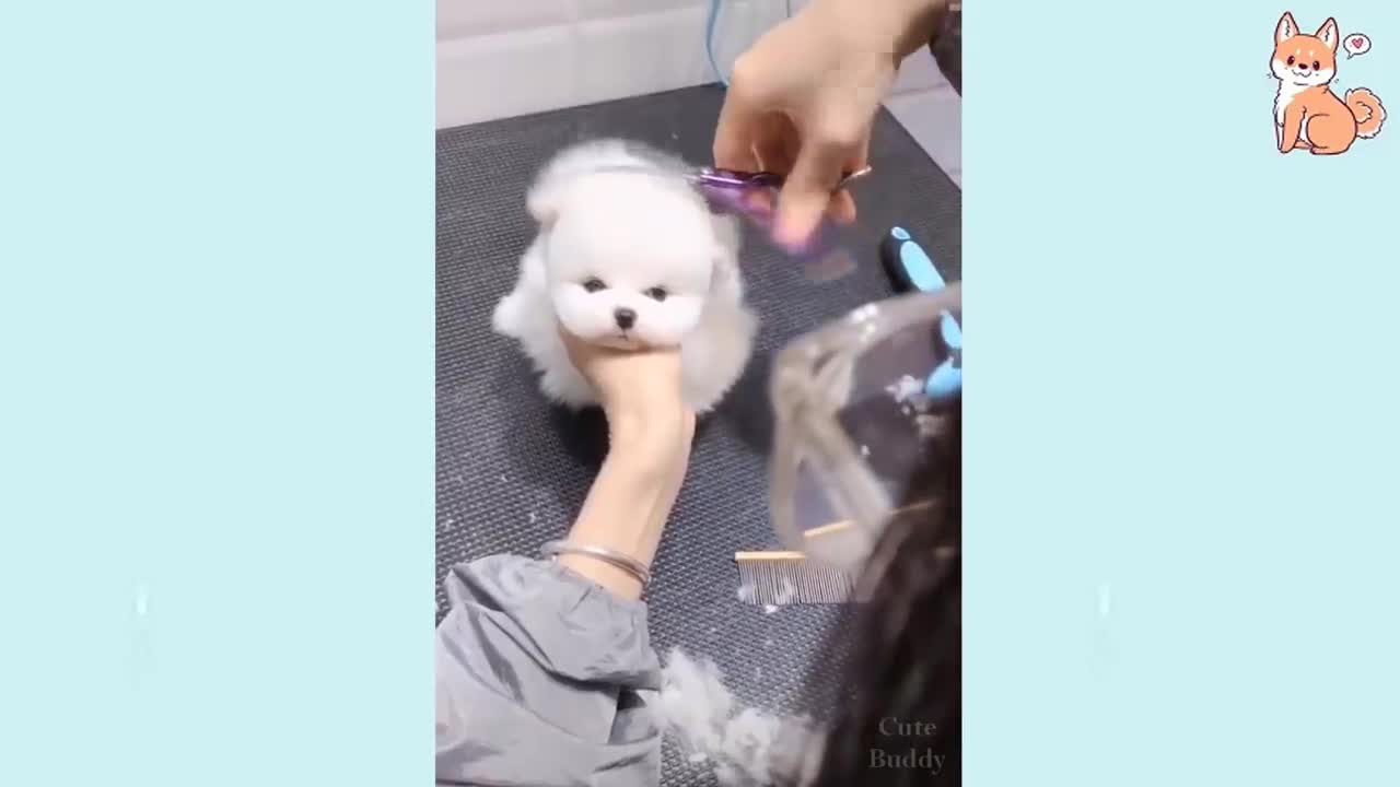 Cute, funny and smart baby dogs compilation ππΊvery funny fogs πππΊ
