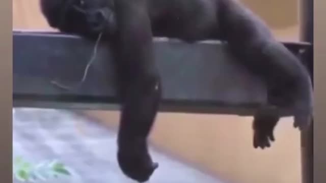When a monkey gets bored