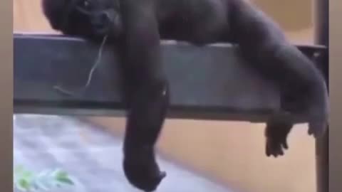 When a monkey gets bored