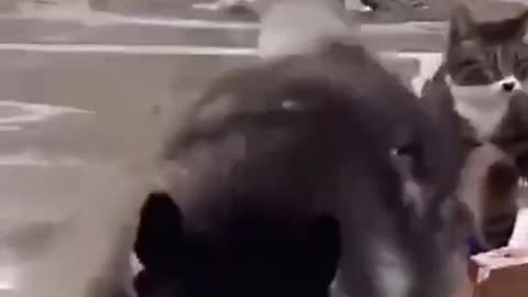 😍 Funny dog and cat friendship 😺🤣😁😂