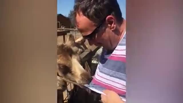 lighten up your day with this Funny Weekend At The Zoo - LAUGH TRIGGER