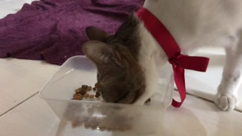 Cat eats cat food cute