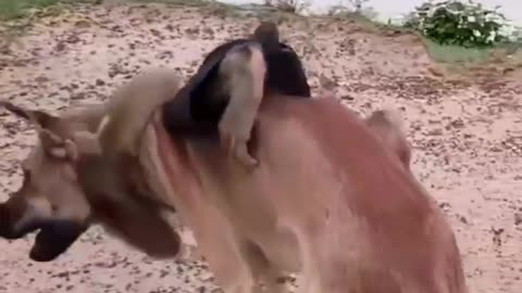 Dog & monkey frendship forever, #dog #monkey #friendship #petvideo #pet