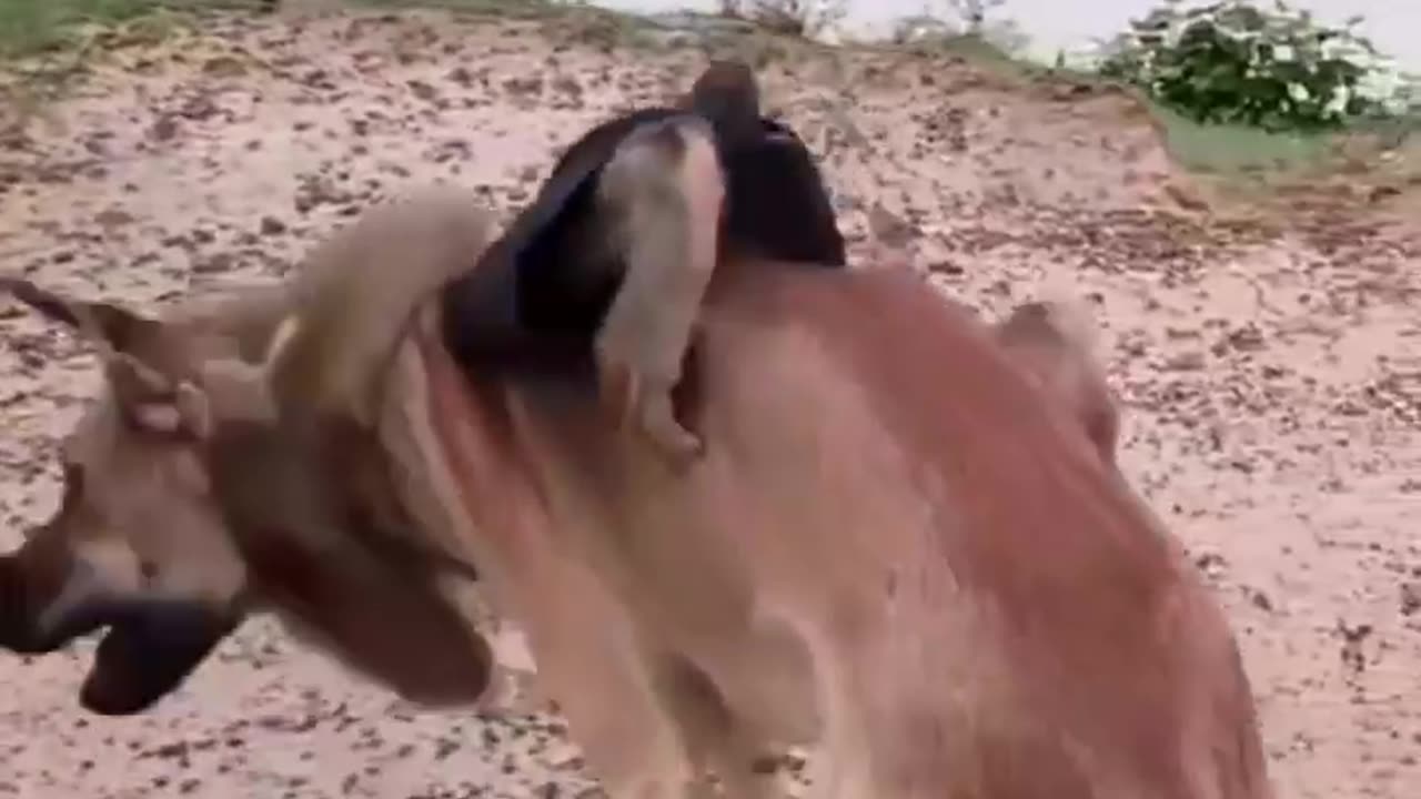 Dog & monkey frendship forever, #dog #monkey #friendship #petvideo #pet