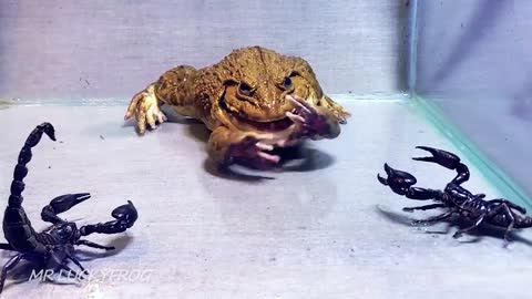 Amazing!! Asian Bullfrog With Big Black Scorpion! Warning Live Feeding