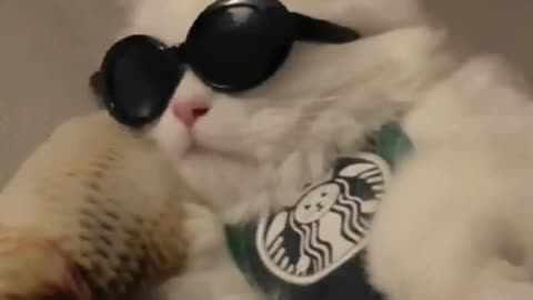 Cool looking cat