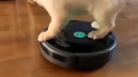 Cute puppy shorts video _ Dog Videos _ #shorts