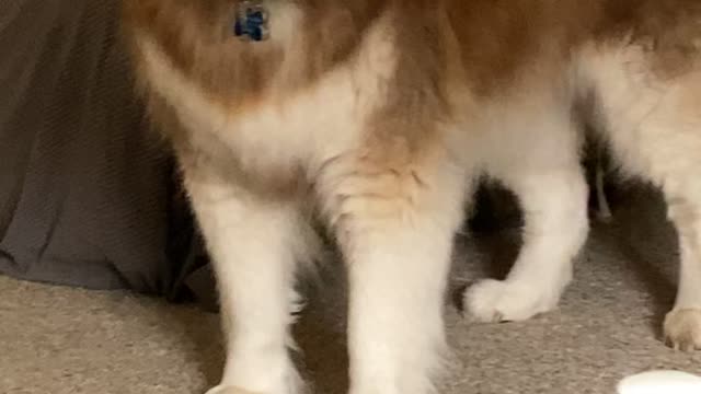 Sad because of their parting 🐩🤣🤣🤣