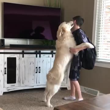 Dog Viral Video Lovely Boy watch video